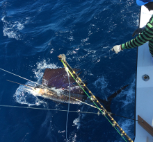 Grenada sailfish action with True Blue Sportfishing