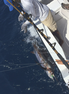 Grenada sailfish action with True Blue Sportfishing