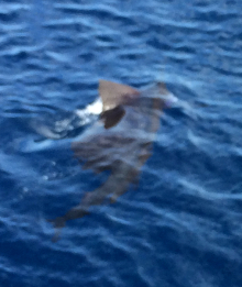 Grenada sailfish action with True Blue Sportfishing