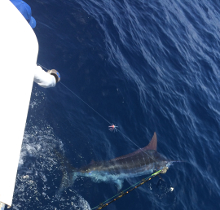 Grenada has awesome blue marlin - catch one with True Blue Sportfishing