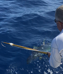 Grenada yellowfin tuna action on Yes Aye