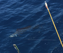 Grenada sailfish action with True Blue Sportfishing