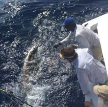 Grenada sailfish action with True Blue Sportfishing