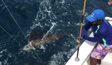 Grenada sailfish action with True Blue Sportfishing