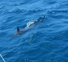 Grenada has awesome blue marlin - catch one with True Blue Sportfishing