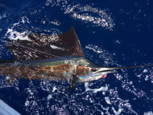 Grenada sailfish action with True Blue Sportfishing