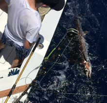 Grenada sailfish action with True Blue Sportfishing