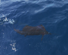 Grenada sailfish action with True Blue Sportfishing