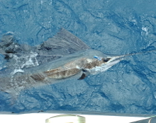 Grenada sailfish action with True Blue Sportfishing