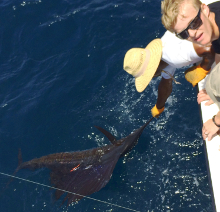 Grenada sailfish action with True Blue Sportfishing