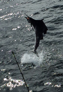 Grenada sailfish action with True Blue Sportfishing