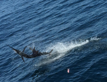 Grenada sailfish action with True Blue Sportfishing