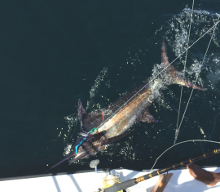 Grenada has awesome blue marlin - catch one with True Blue Sportfishing