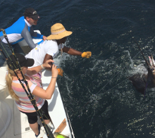 Grenada sailfish action with True Blue Sportfishing