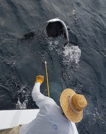 Grenada sailfish action with True Blue Sportfishing