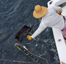 Grenada sailfish action with True Blue Sportfishing