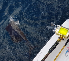 Grenada sailfish action with True Blue Sportfishing