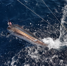 Grenada sailfish action with True Blue Sportfishing