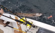 Grenada sailfish action with True Blue Sportfishing