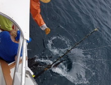 Grenada sailfish action with True Blue Sportfishing