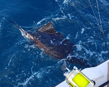 Grenada sailfish action with True Blue Sportfishing