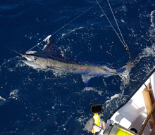 Grenada has awesome blue marlin - catch one with True Blue Sportfishing