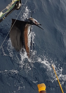 True Blue Sportfishing are Grenada sailfish experts - its what we love to do