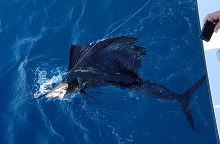 True Blue Sportfishing are Grenada sailfish experts - its what we love to do