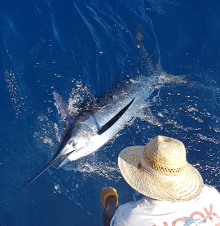 Grenada has awesome blue marlin - catch one with True Blue Sportfishing