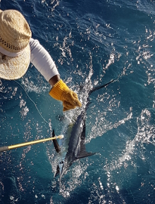 Grenada has awesome blue marlin - catch one with True Blue Sportfishing