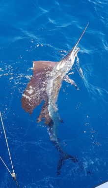 True Blue Sportfishing are Grenada sailfish experts - its what we love to do