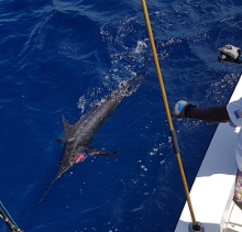 Grenada has awesome blue marlin - catch one with True Blue Sportfishing