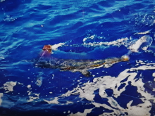 Grenada has white marlin - catch one with True Blue Sportfishing