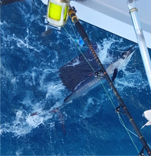 True Blue Sportfishing are Grenada sailfish experts - its what we love to do