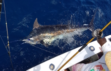 Grenada has awesome blue marlin - catch one with True Blue Sportfishing