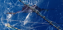 True Blue Sportfishing are Grenada sailfish experts - its what we love to do