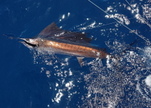 True Blue Sportfishing are Grenada sailfish experts - its what we love to do