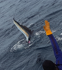 True Blue Sportfishing are Grenada sailfish experts - its what we love to do