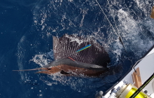 True Blue Sportfishing are Grenada sailfish experts - its what we love to do