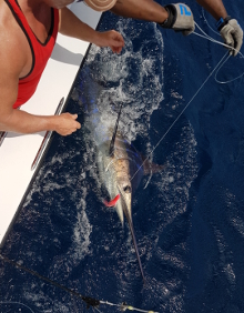 Grenada has awesome blue marlin - catch one with True Blue Sportfishing