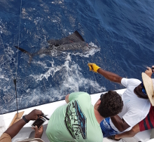 True Blue Sportfishing are Grenada sailfish experts - its what we love to do