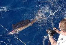 True Blue Sportfishing are Grenada sailfish experts - its what we love to do