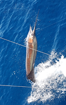 True Blue Sportfishing are Grenada sailfish experts - its what we love to do