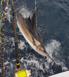 True Blue Sportfishing are Grenada sailfish experts - its what we love to do