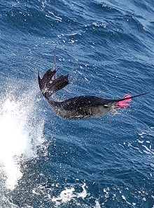 True Blue Sportfishing are Grenada sailfish experts - its what we love to do