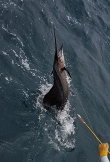 True Blue Sportfishing are Grenada sailfish experts - its what we love to do