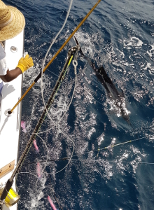 True Blue Sportfishing are Grenada sailfish experts - its what we love to do