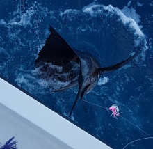 True Blue Sportfishing are Grenada sailfish experts - its what we love to do