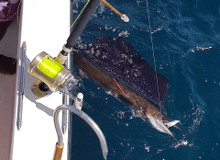 True Blue Sportfishing are Grenada sailfish experts - its what we love to do