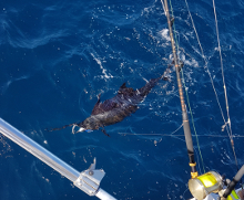 True Blue Sportfishing are Grenada sailfish experts - its what we love to do